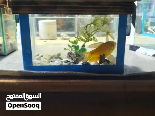 احواض سمك مقاسات مختلفه