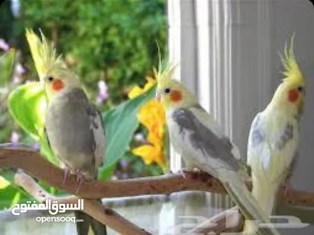 فندقه لطيور وببغاوات مؤقت