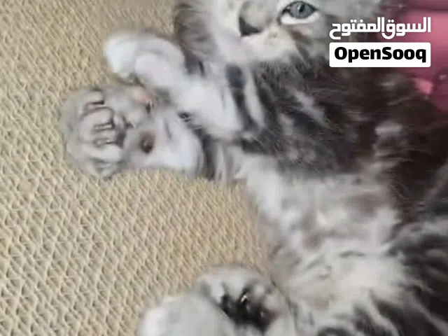 Maine Coon kitten