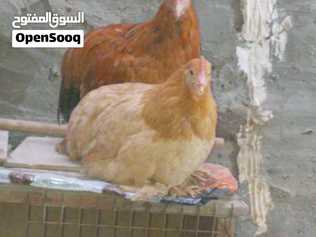 دجاج 2 كوجي و2 عرب اصلي مكان في التنومه