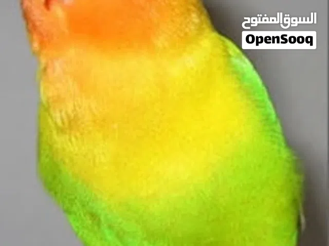 السلام عليكم، مطلوب عصافير بادجي(طيور حب) (فيشر) (كناري) او (اي أنواع طيور زينة) للتبني