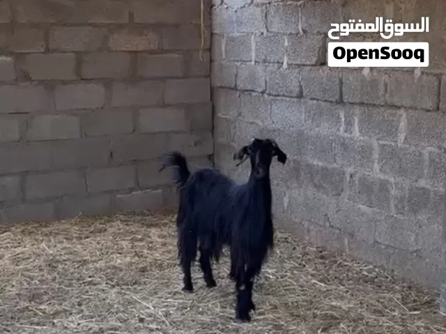 شاه حلال بني سعيد