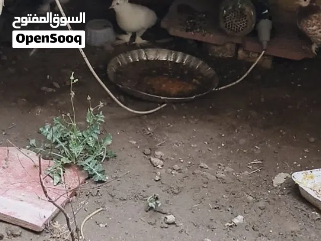 حمام رواعب 4 وقفص وياهن سعر50