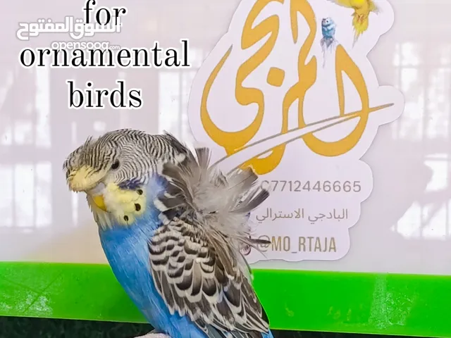 متاح طيور حب هاجرمو فول وردات اسبلت فالو