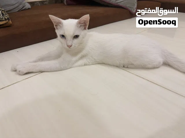 قط للتبني بدون بيع السبب ظروف سفر