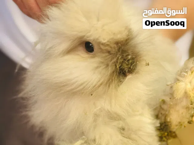أرنب أنغورا أبيض فاخر للبيع