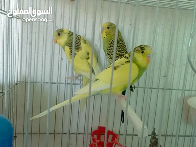 طيور كنار وحب للبيع