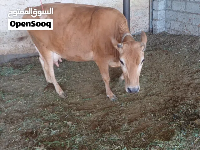 للبيع مستعجل بقره جيرسى