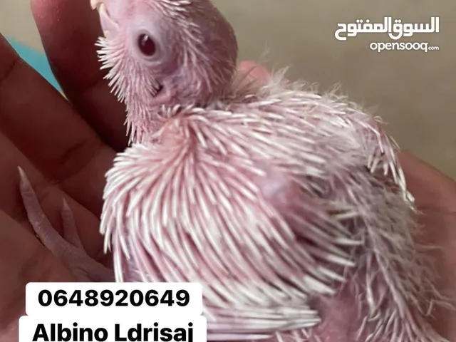 Kalopsit albino