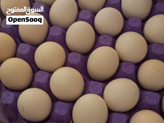 متاح بيض باكستاني الطبق 10 مرفق صور الإنتاج ونهايته 10