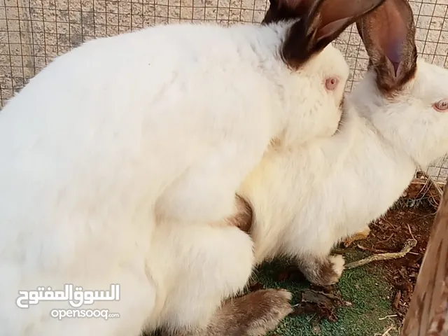 ارانب كلفورني وبلدي اقرا الوصف