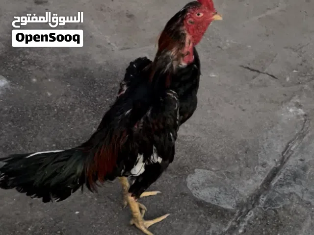متاح ديج استيراد