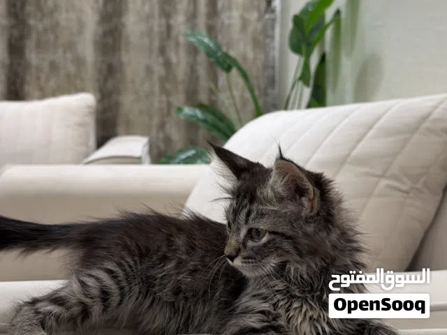 سنوره للبيع