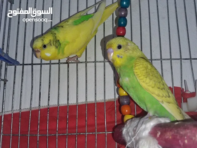 عصافير حب فرخ و انثاي الفحل طار