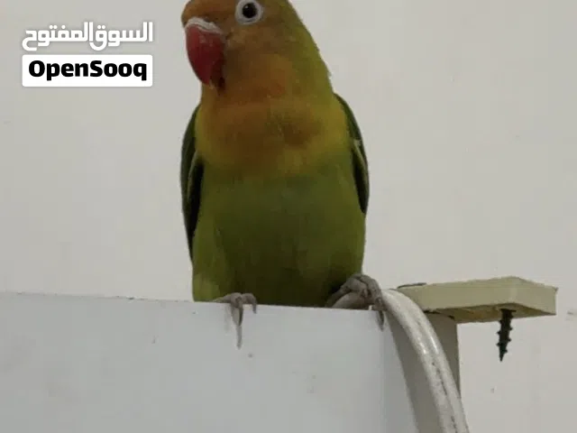 غندوره فشر