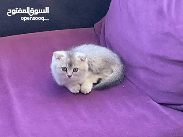 قط سكوتش فولد عمر شهرين ونص