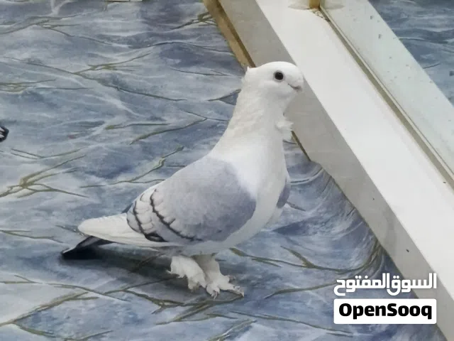 ستلايت الاج نقي  للبيع فول قجامه مواصفات عاليه و تطريز الذيل كامل قلمين بالجناح وضخم جدا ومضمون