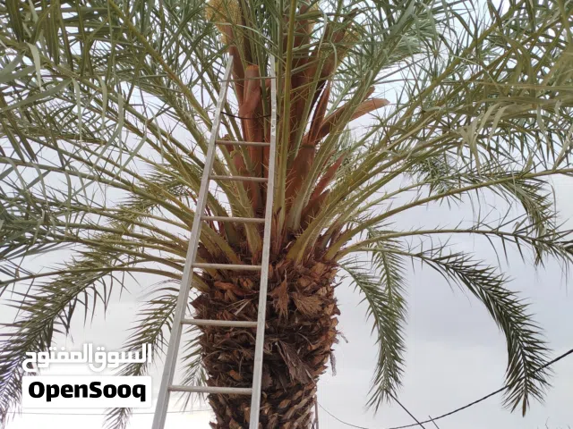 دكار نخل مجاني قصر بن غشير