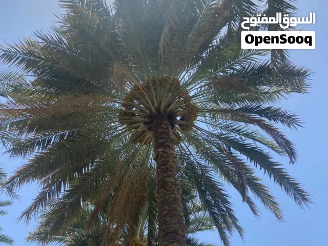 طني نخيل خلاص نغال فرض