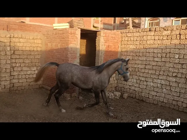 مهره عربي اصيل بكامل الورق