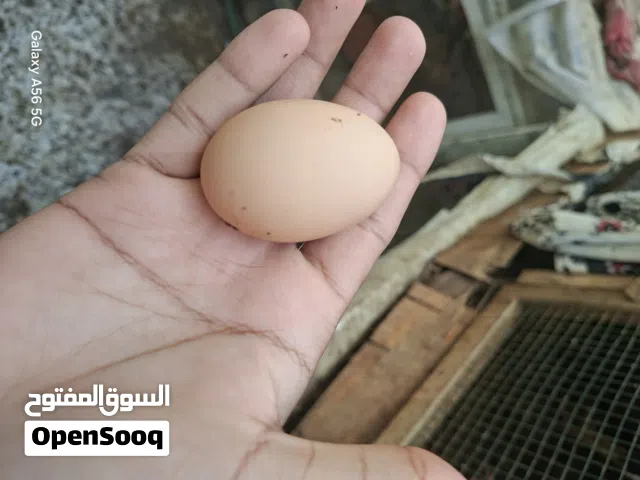 دجاج مستوى قوي حجم جامبو دجاج باكستاني مكس بحريني