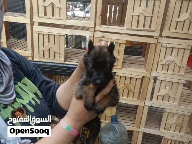 جراوي مالينو عمر 35يوم