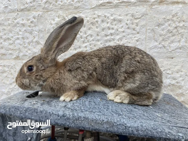 أرانب جوز الماني علا أوكراني وجوز ابرق احجام كبيره