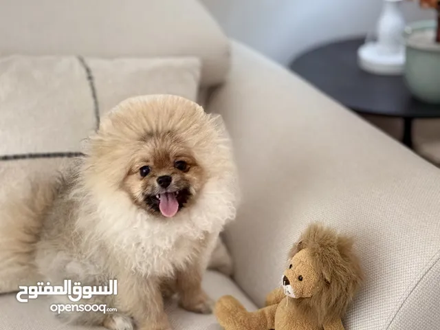فلطوح - ميني بومرينيان
