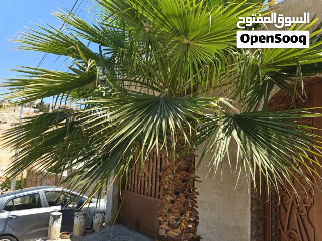 شجرة نخلة للبيع