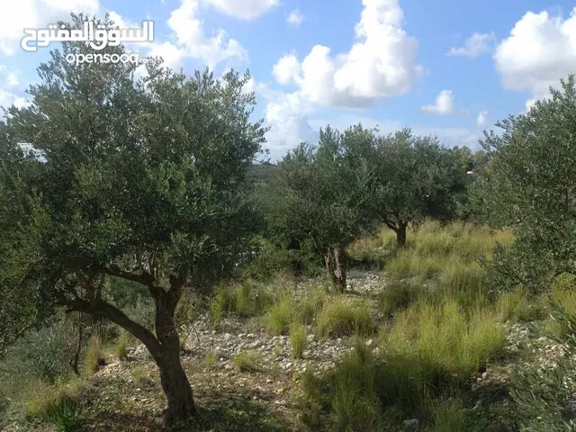 ارض زيتون مخدمه