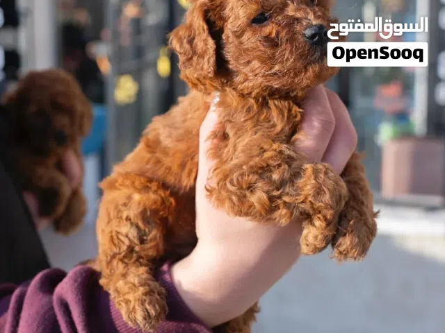 Toy podlle.توي بودل مميز..جميع المطاعيم ومايكروشيب