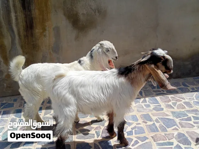 جدي وسخله للبيع