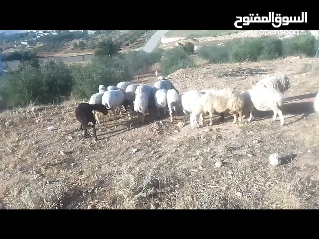 بسعر مغري  17 نعجه لحم شغل ضحايا ومقنوي سن جمع نظيف وفي وحده ثنيه وفي 2 خنصر .وفيه 3 معاشير و7 حليب.