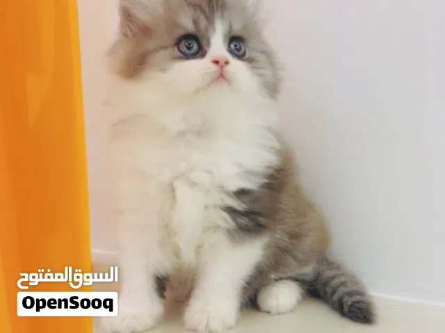 كتن راغدول/ Ragdol kitten