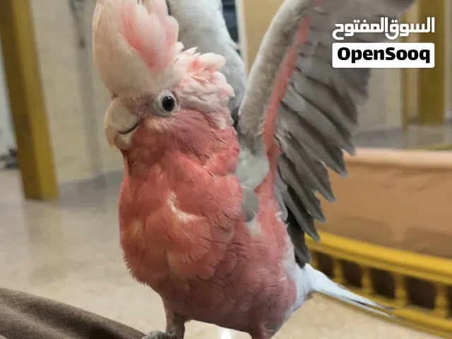 كوكاتو جالا