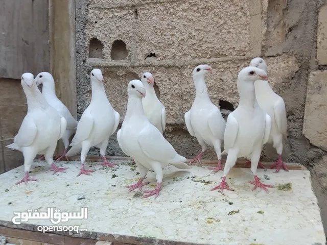 هومرات جواز