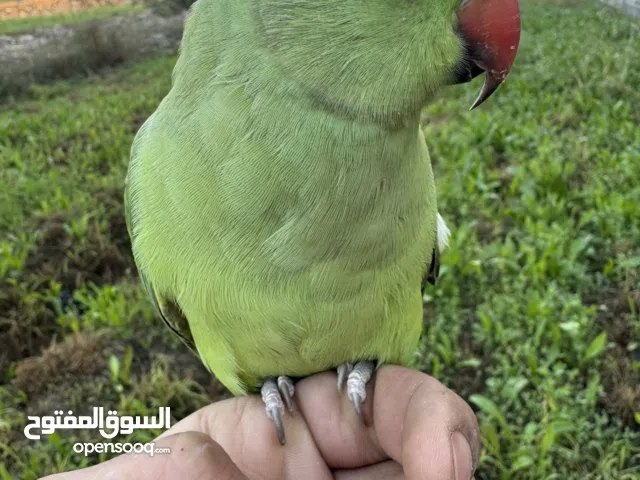 بغبغان دره هندي مدرب و متكلم