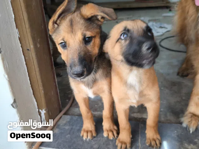 جراء مالينوا بلجيكية