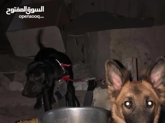 كلب جيرمان عمره 6 شهور مدرب