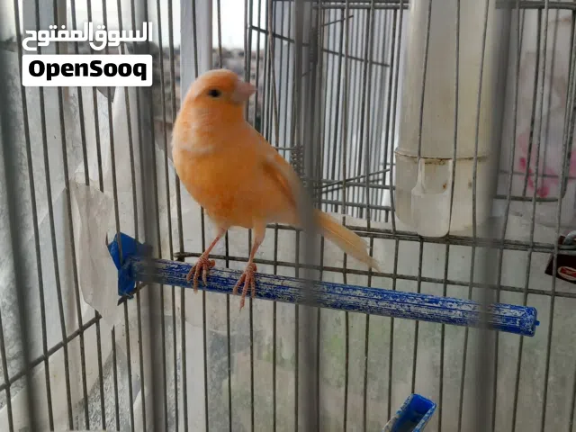 ذكر كنار جزري جاهز