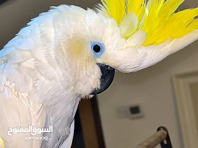 كوكاتو سلفر كريست اليف جدا متكلم يصلح للأطفال لعوب و مرح يحب اللعب العمر ثلاث سنوات الصحة ممتازة جدا