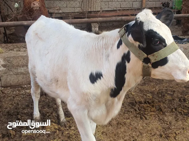 سلام عليكم بجره فريزيه مفوله