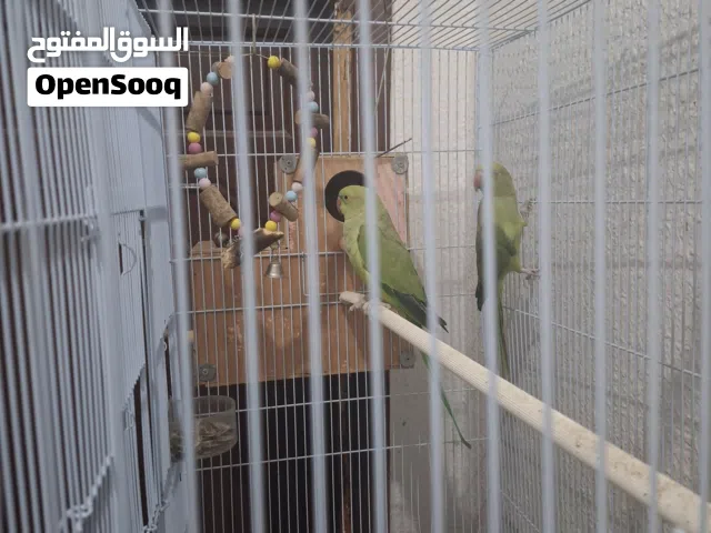 درة هندي اخضر