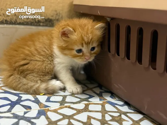 الحياة مع قطة: تجربة لا تُنسى"  قطط شيرازيه للبيع