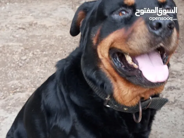 ذكر روث وايلر