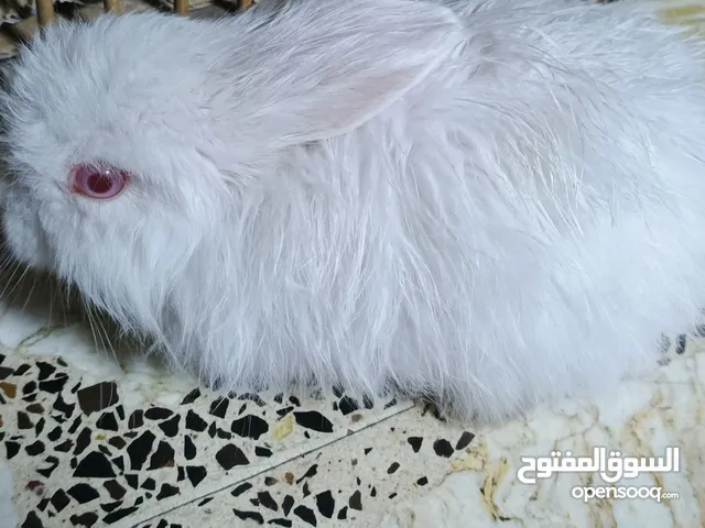 أرنب ذكر صغير