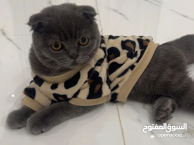 قطوه للبيع ذكر