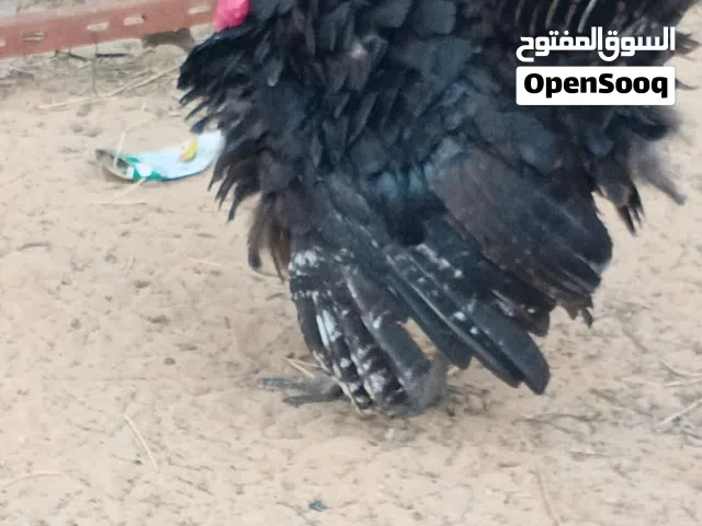 يتوفر دجاجة ديك رومي وفروج ديك ربي يبارك مع بعض بي 200