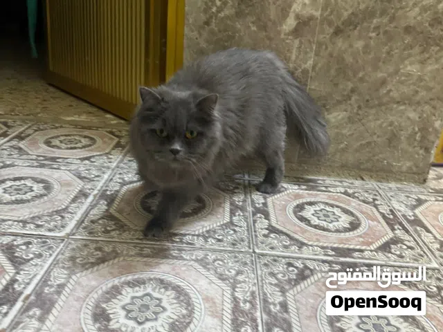 قطه البيع وبنتها
