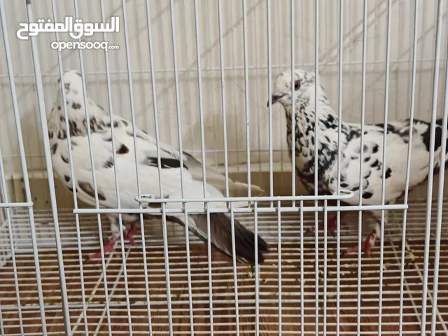 زوج حقم للبيع... مميز بعرف جميل وحجم ممتاز وألوان رائعة